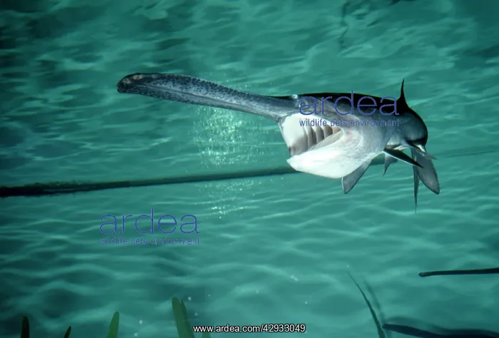 : PADDLEFISH - mouth open : PADDLEFISH - mouth open