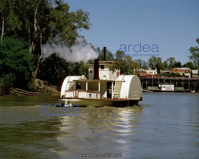 : Paddlesteamer 'AdelaideI on Murray River, arriving : Paddlesteamer 'AdelaideI on Murray River, arriving