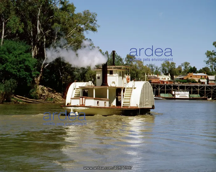 : Paddlesteamer 'AdelaideI on Murray River arriving in Echuca : Paddlesteamer 'AdelaideI on Murray River arriving in Echuca