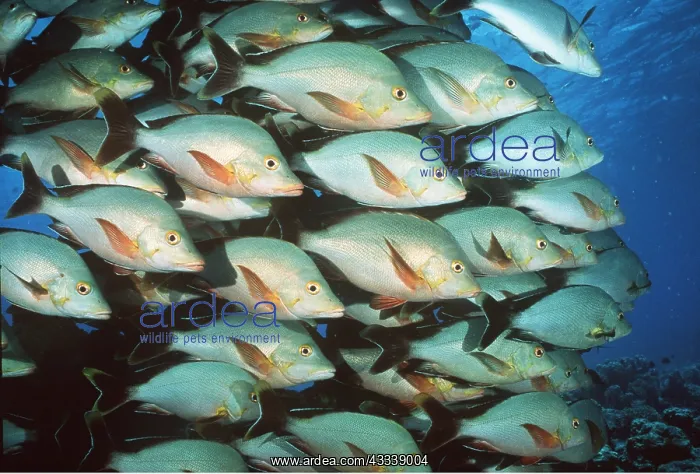 : Paddletail Snapper : Paddletail Snapper