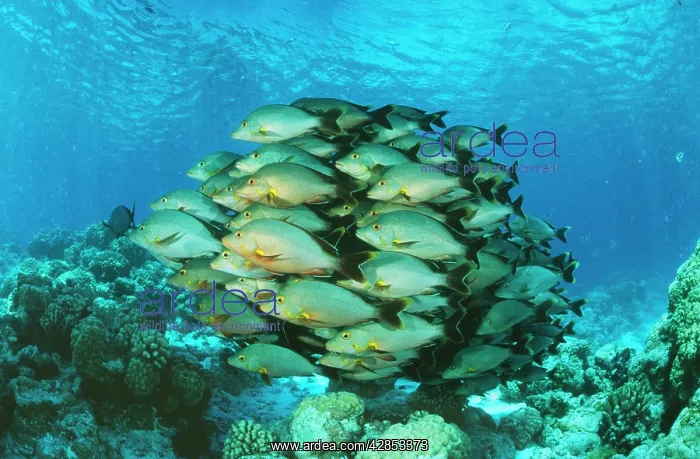 : PADDLETAIL SNAPPER SHOAL : PADDLETAIL SNAPPER SHOAL