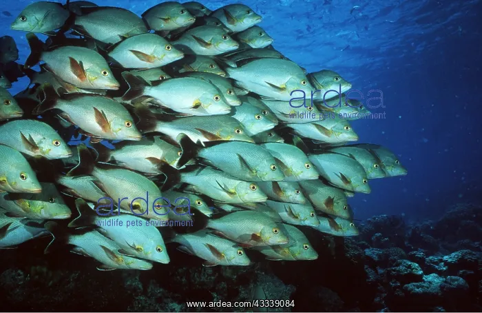 : PADDLETAIL SNAPPER SHOAL : PADDLETAIL SNAPPER SHOAL