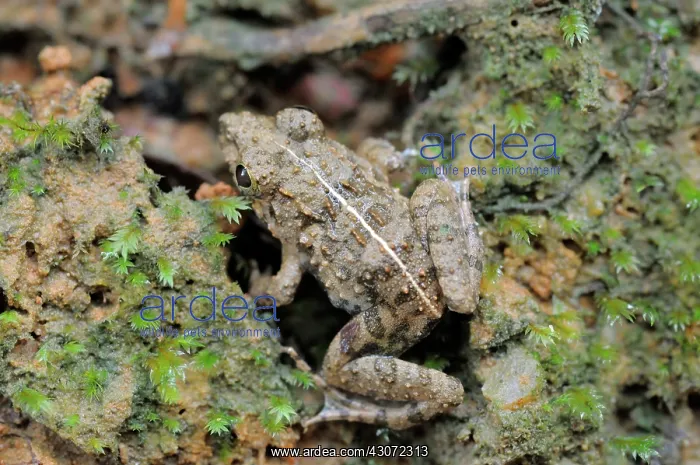 : Paddy Frog : Paddy Frog