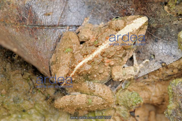 : Paddy Frog : Paddy Frog