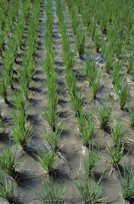  : Paddy rice, Philippines