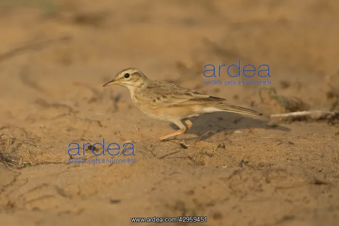 : Paddyfield Pipit : Paddyfield Pipit