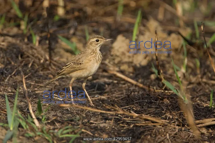 : Paddyfield Pipit : Paddyfield Pipit