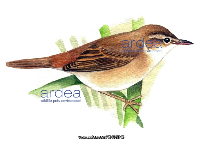 : Paddyfield warbler : Paddyfield warbler