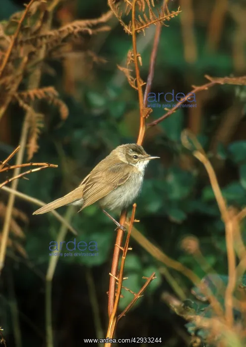 : Paddyfield Warbler - October : Paddyfield Warbler - October