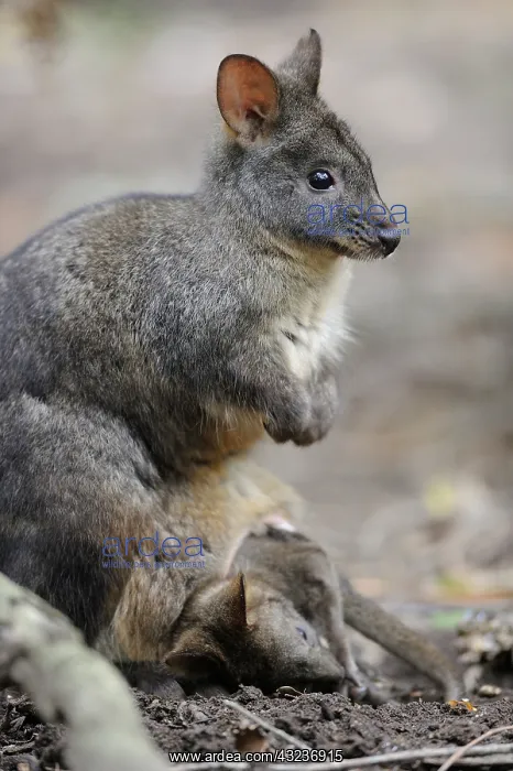 : Pademelon Tasmania (Thylogale billardieri) female : Pademelon Tasmania (Thylogale billardieri) female