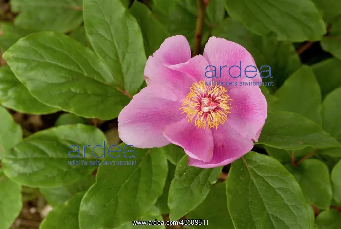 : Paeony. P : Paeony. P