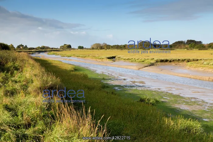 : Pagham RSPB Reserve : Pagham RSPB Reserve