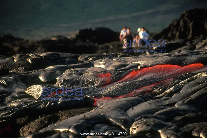 : Pahoehoe Lava, Kilauea, Hawaii : Pahoehoe Lava, Kilauea, Hawaii