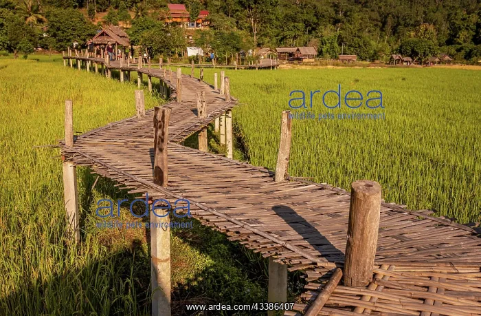 : Pai, Thailand on November 23, 2019: Tourists walking o : Pai, Thailand on November 23, 2019: Tourists walking o