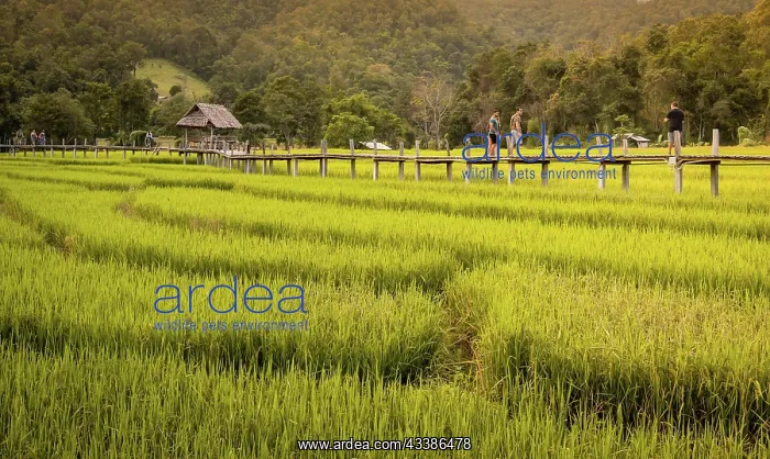 : Pai, Thailand on November 23, 2019: Tourists walking o : Pai, Thailand on November 23, 2019: Tourists walking o