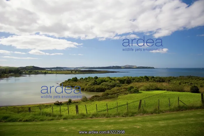 : Paihia, Bay of Islands, New Zealand. Scenic : Paihia, Bay of Islands, New Zealand. Scenic