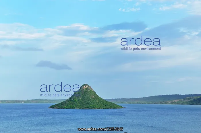 : 'Pain de Sucre' with mangrove forest : 'Pain de Sucre' with mangrove forest