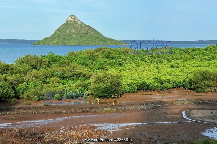 : 'Pain de Sucre' with mangrove forest : 'Pain de Sucre' with mangrove forest