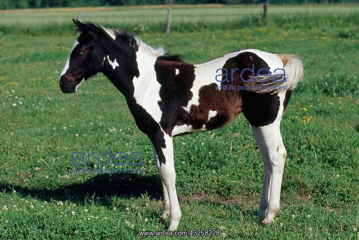 : Paint Foal : Paint Foal