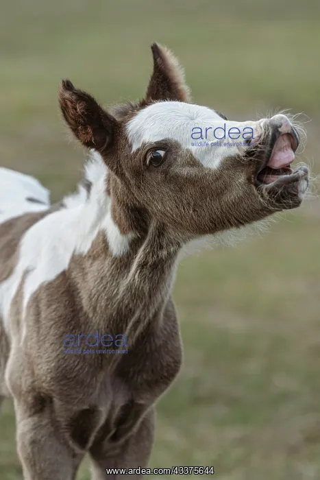 : Paint foal (colt) with lip curled : Paint foal (colt) with lip curled