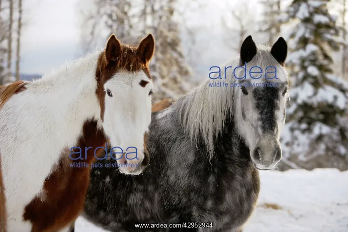 : Paint and Gray dapple Quarterhorse Draft together : Paint and Gray dapple Quarterhorse Draft together