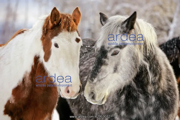 : Paint and gray dapple Quarterhorse draft greeting each othe : Paint and gray dapple Quarterhorse draft greeting each othe