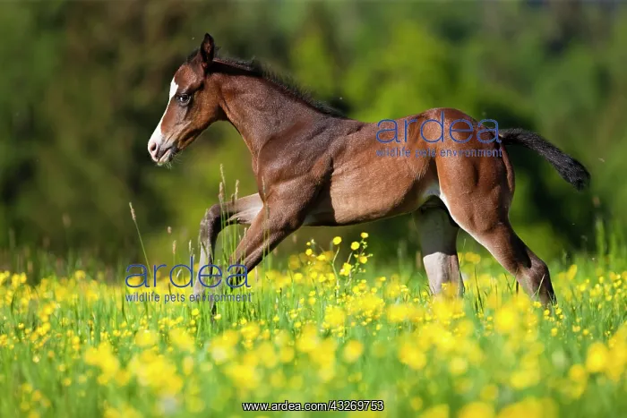 : Paint Horse, bay horse, foal galloping through flower : Paint Horse, bay horse, foal galloping through flower