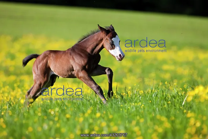 : Paint Horse, bay horse, foal gallops through flower : Paint Horse, bay horse, foal gallops through flower