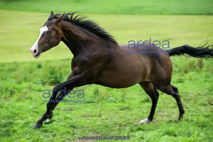 : Paint Horse, bay horse galloping in a meadow : Paint Horse, bay horse galloping in a meadow