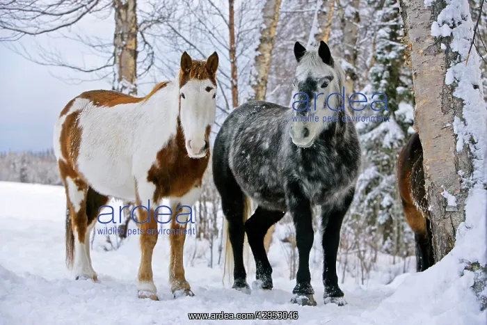 : Paint Horse and Gray Quarterhorse standing together : Paint Horse and Gray Quarterhorse standing together