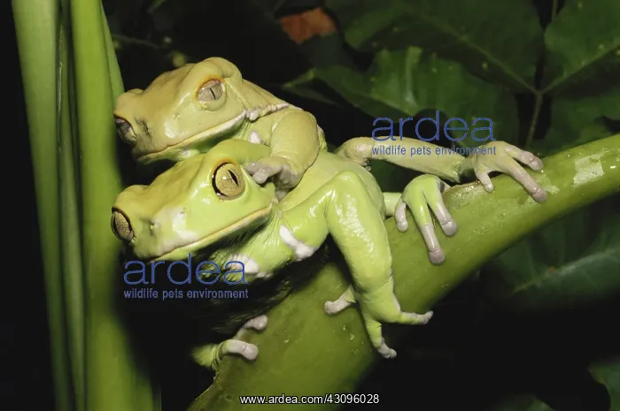 : Paintbelly Monkey Frogs Mating : Paintbelly Monkey Frogs Mating