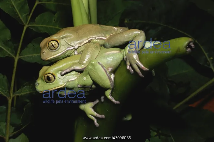 : Paintbelly Monkey Frogs Mating : Paintbelly Monkey Frogs Mating