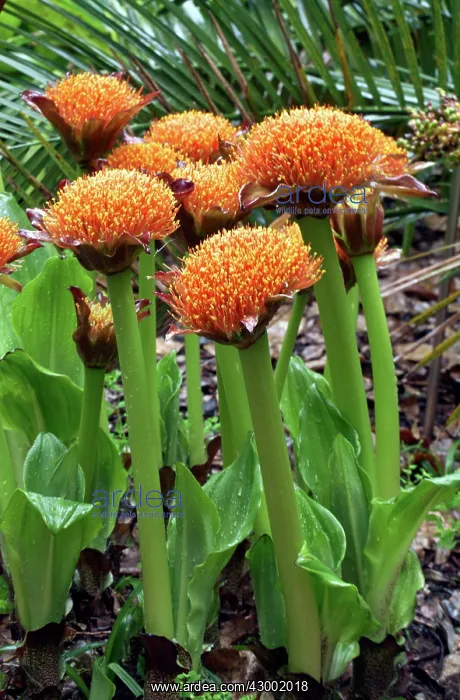 : Paintbrush Lily : Paintbrush Lily
