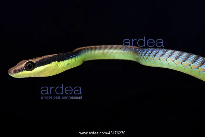 : Painted bronzeback (Dendrelaphis pictus), Malaysia : Painted bronzeback (Dendrelaphis pictus), Malaysia