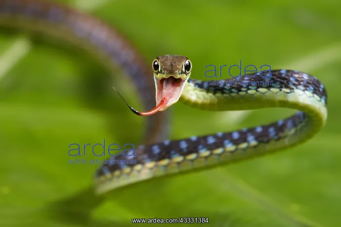 : Painted Bronzeback (Dendrelaphis pictus) Mentawai : Painted Bronzeback (Dendrelaphis pictus) Mentawai