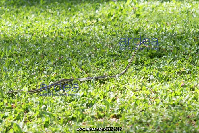 : Painted Bronzeback Snake Painted Bronzeback Snake with : Painted Bronzeback Snake Painted Bronzeback Snake with