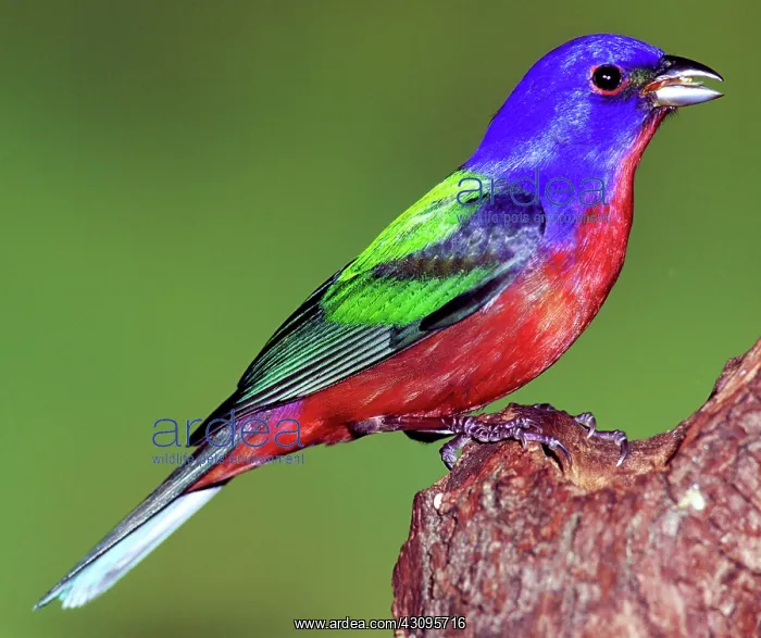: Painted Bunting : Painted Bunting