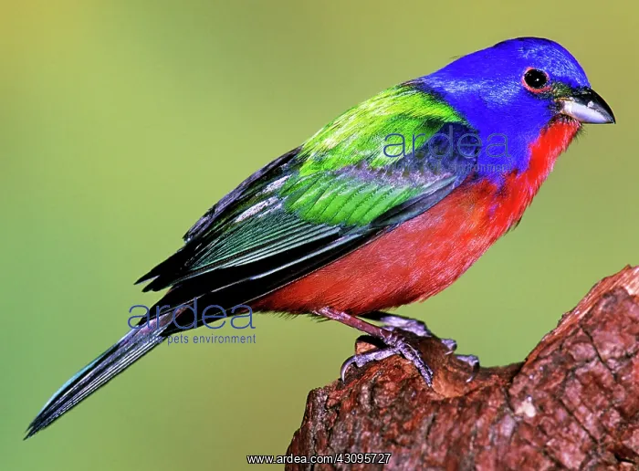 : Painted Bunting : Painted Bunting