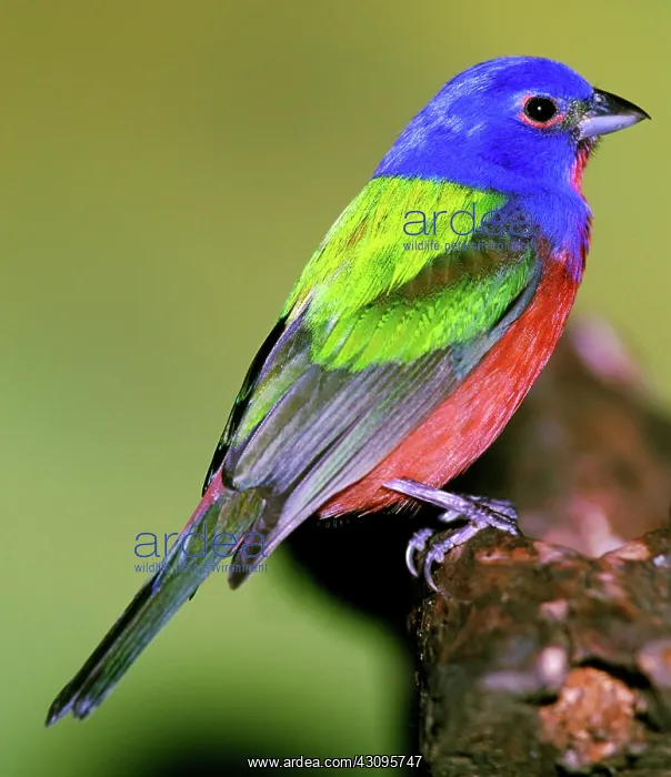 : Painted Bunting : Painted Bunting