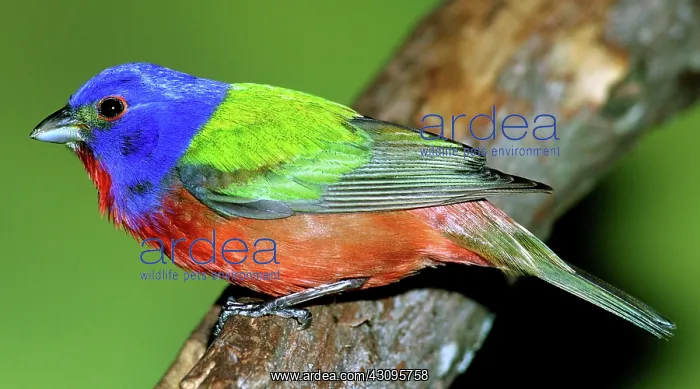 : Painted Bunting : Painted Bunting
