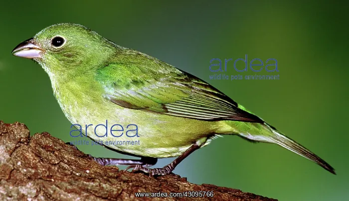: Painted Bunting : Painted Bunting