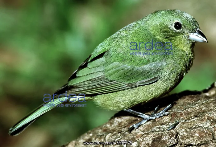 : Painted Bunting : Painted Bunting