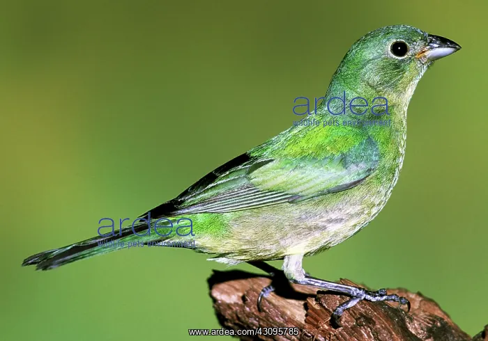 : Painted Bunting : Painted Bunting