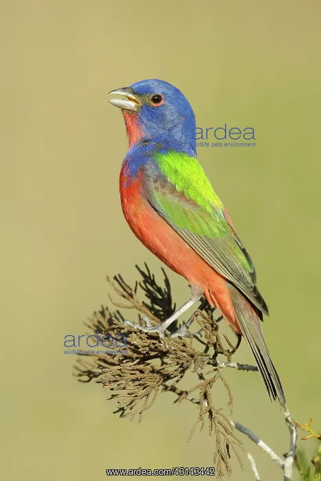 : Painted bunting : Painted bunting