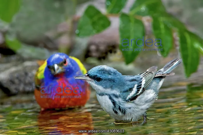 : Painted Bunting & Cerulean Warbler : Painted Bunting & Cerulean Warbler