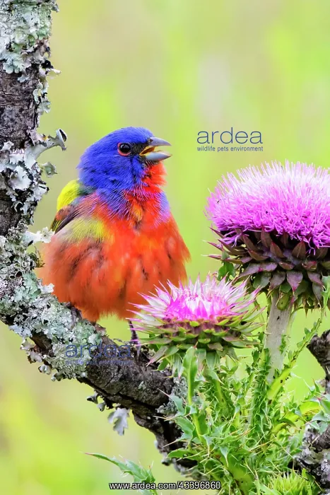 : Painted bunting excited male in breeding season : Painted bunting excited male in breeding season