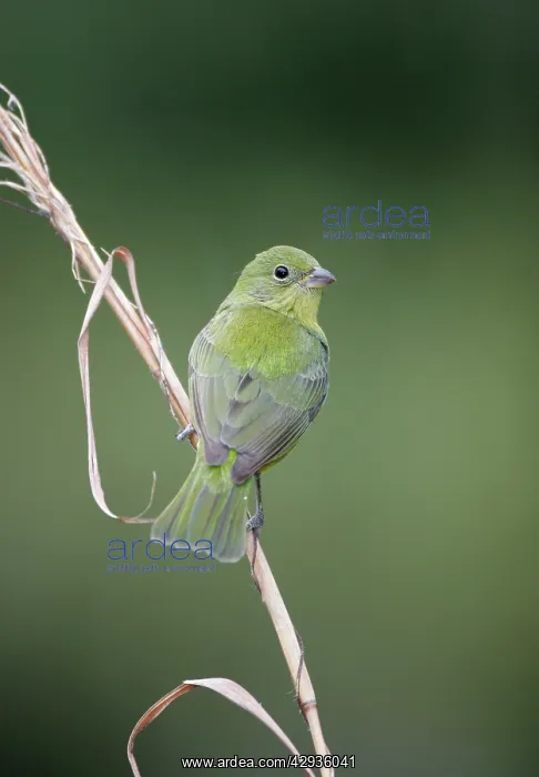 : Painted Bunting - female : Painted Bunting - female