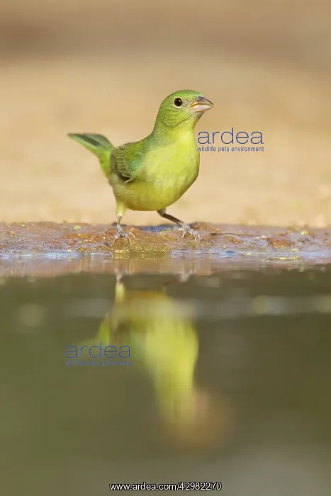 : Painted Bunting - female : Painted Bunting - female