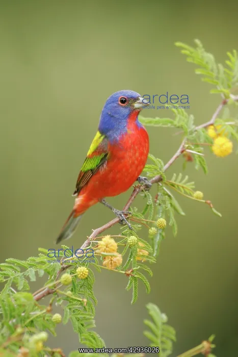 : Painted Bunting - male : Painted Bunting - male
