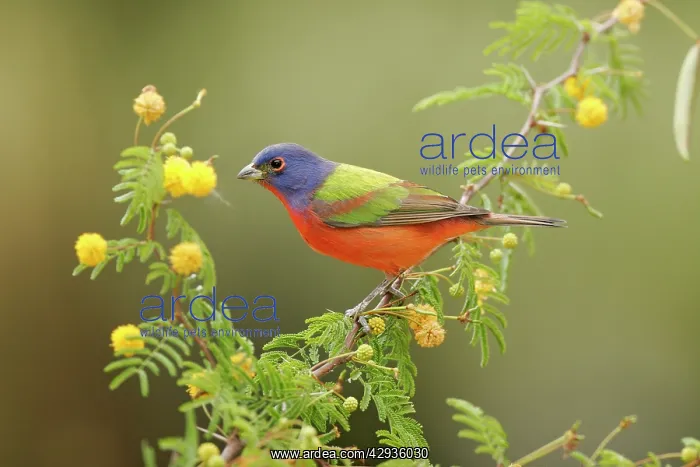 : Painted Bunting - male : Painted Bunting - male